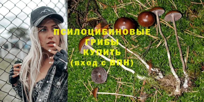 Галлюциногенные грибы Psilocybine cubensis  Воркута 